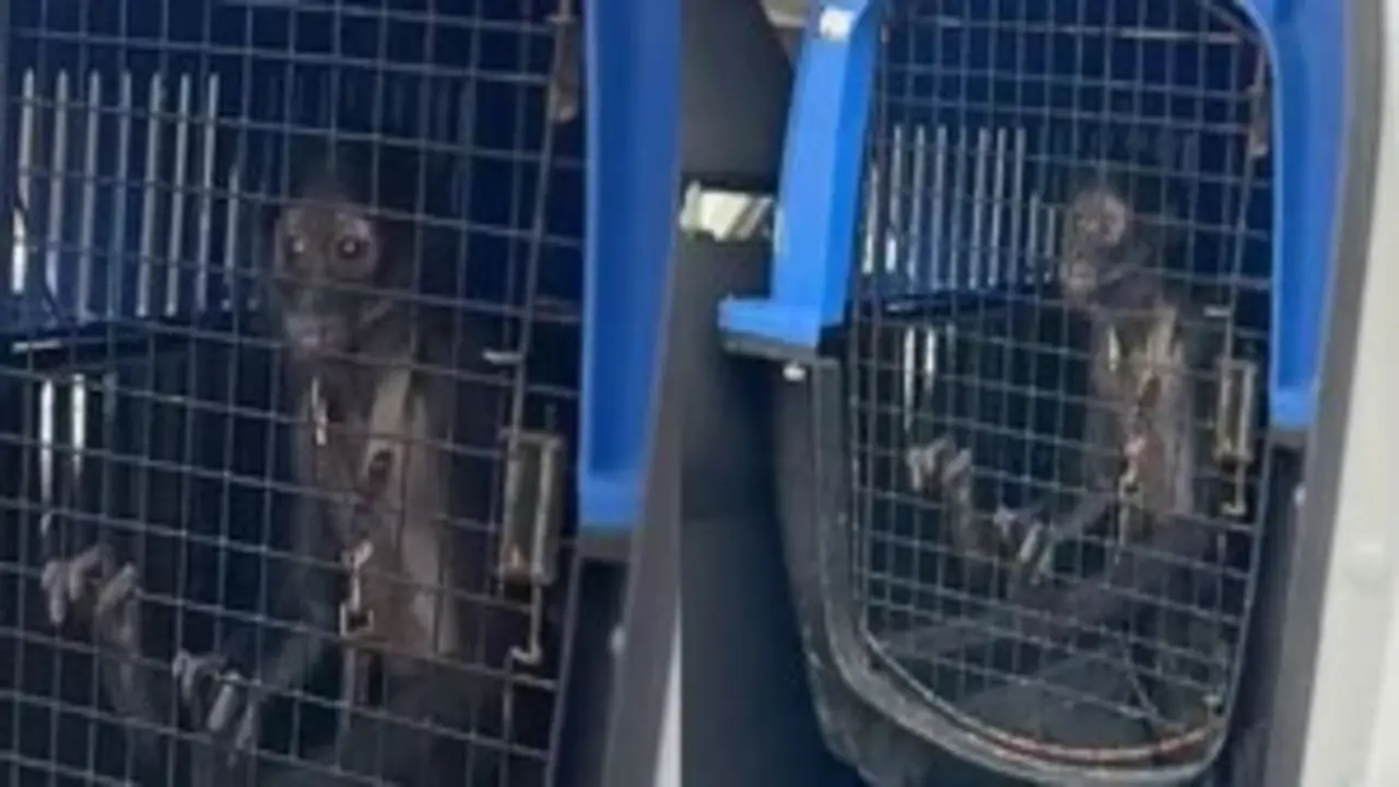 vialidades; monterrey; construccion; riosantacatarina; carrilexpres; nuevoleon